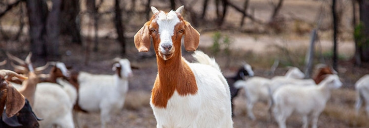 Agriculture &amp; Farmstays