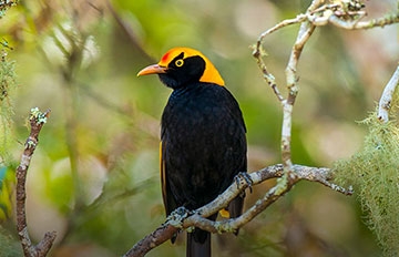 Birdwatching