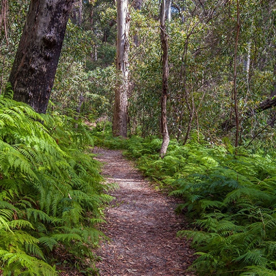 Hiking | Glen Innes Highlands