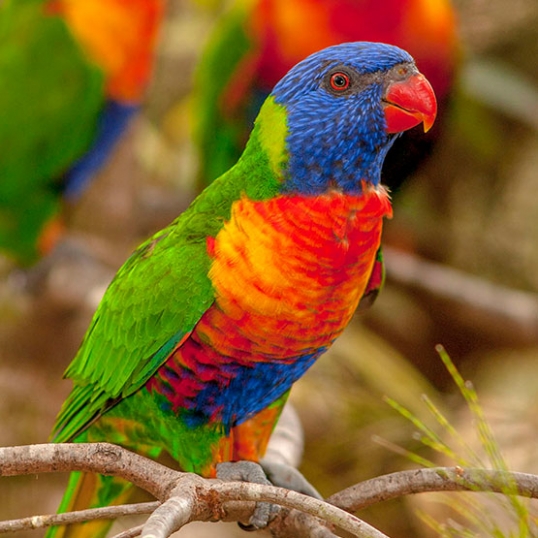 Birdwatching | Glen Innes Highlands