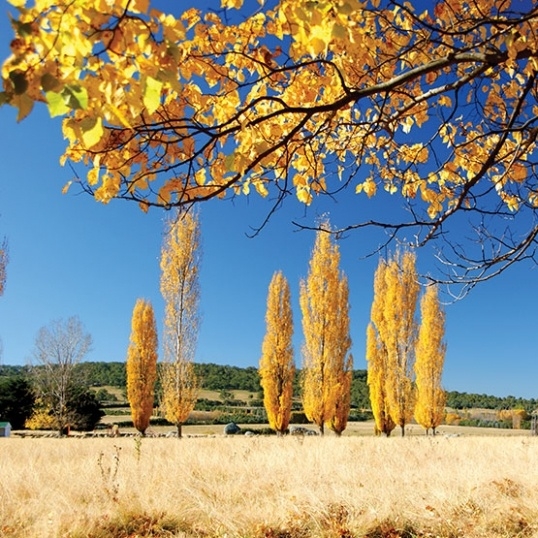 Glen Innes Highlands Glen Innes Highlands