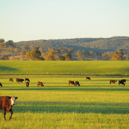 Glen Innes Highlands Glen Innes Highlands