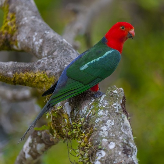 World Heritage National Parks Glen Innes Highlands