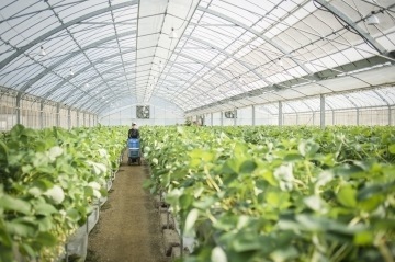 Greenhouse Horticulture--