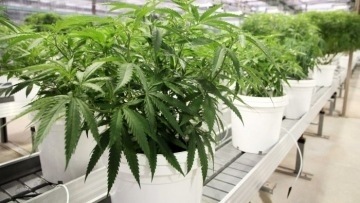 Medicinal Cannabis Farm--