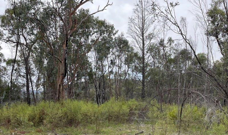 Glen Innes Highlands Glen Innes Highlands